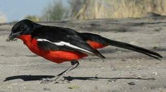 Crimson-breasted Shrike