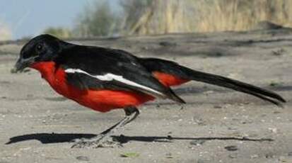 Gonolek rouge et noir