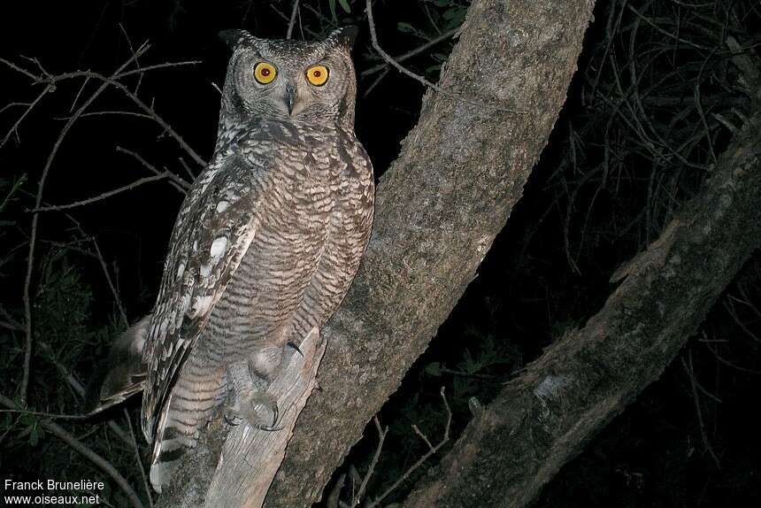 Spotted Eagle-Owladult, identification