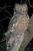 Spotted Eagle-Owl