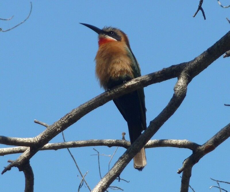 White-fronted Bee-eater