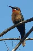 White-fronted Bee-eater