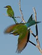 Swallow-tailed Bee-eater