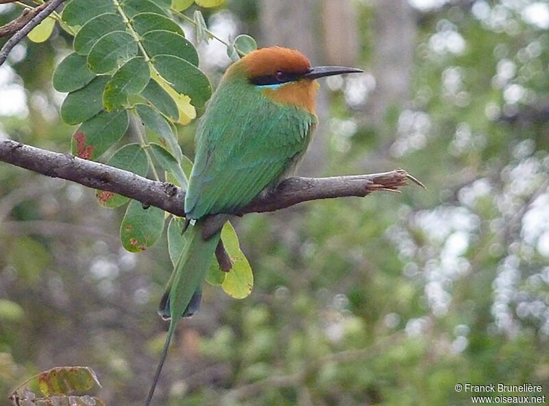 Böhm's Bee-eater