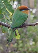 Böhm's Bee-eater