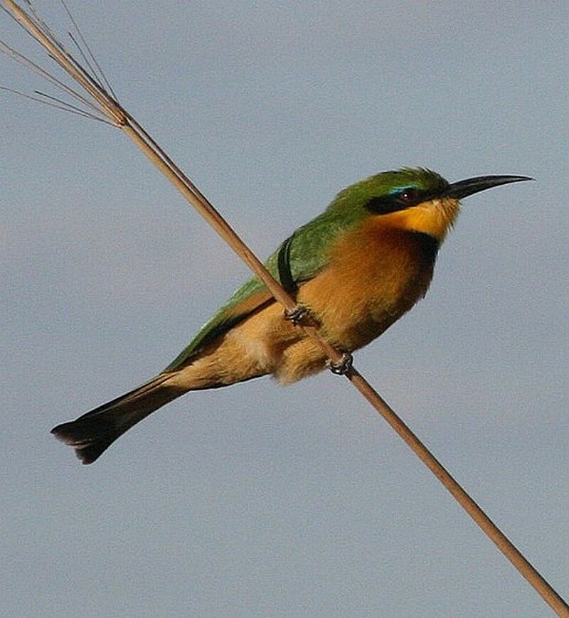 Guêpier nain