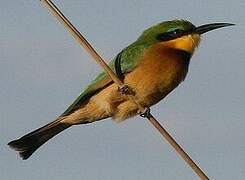 Little Bee-eater