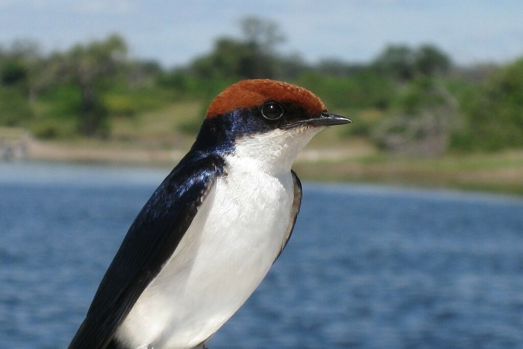 Hirondelle à longs brins