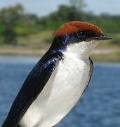 Wire-tailed Swallow