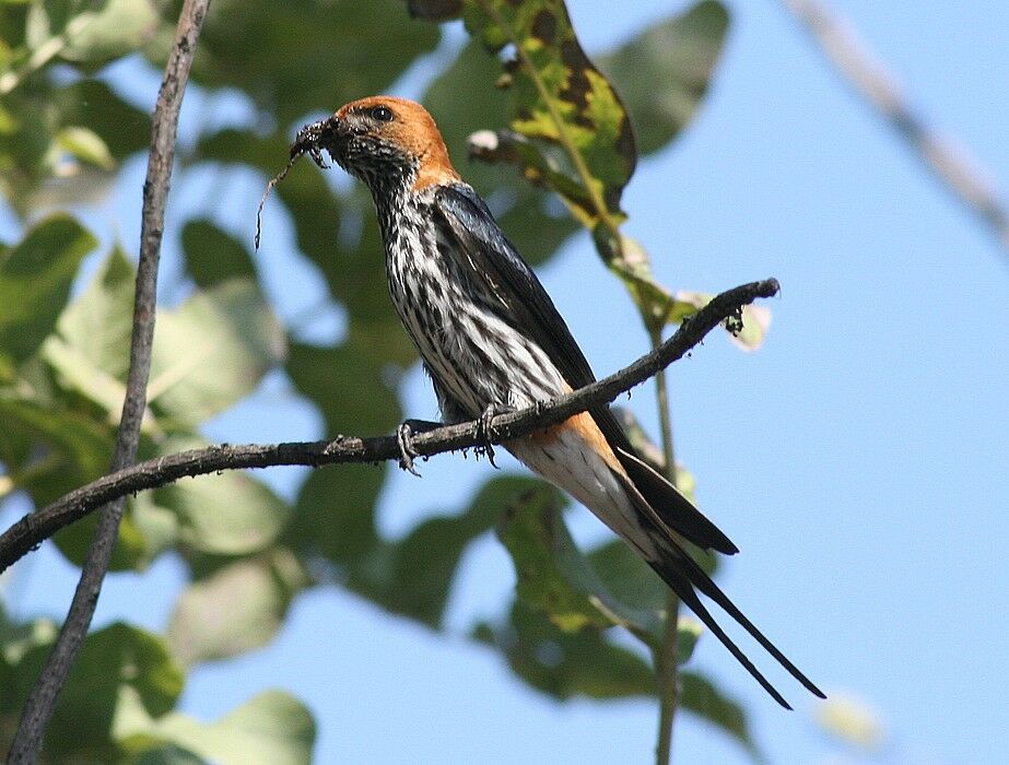 Hirondelle striée