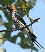 Lesser Striped Swallow