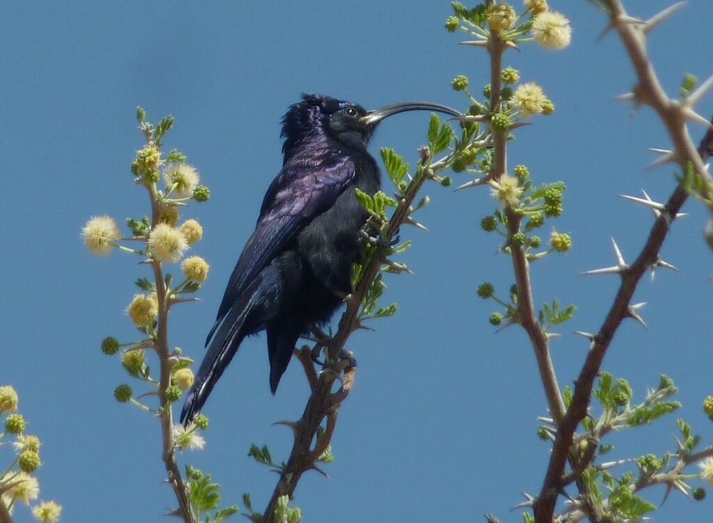 Common Scimitarbill