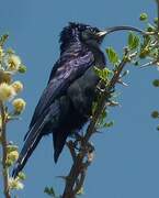 Common Scimitarbill