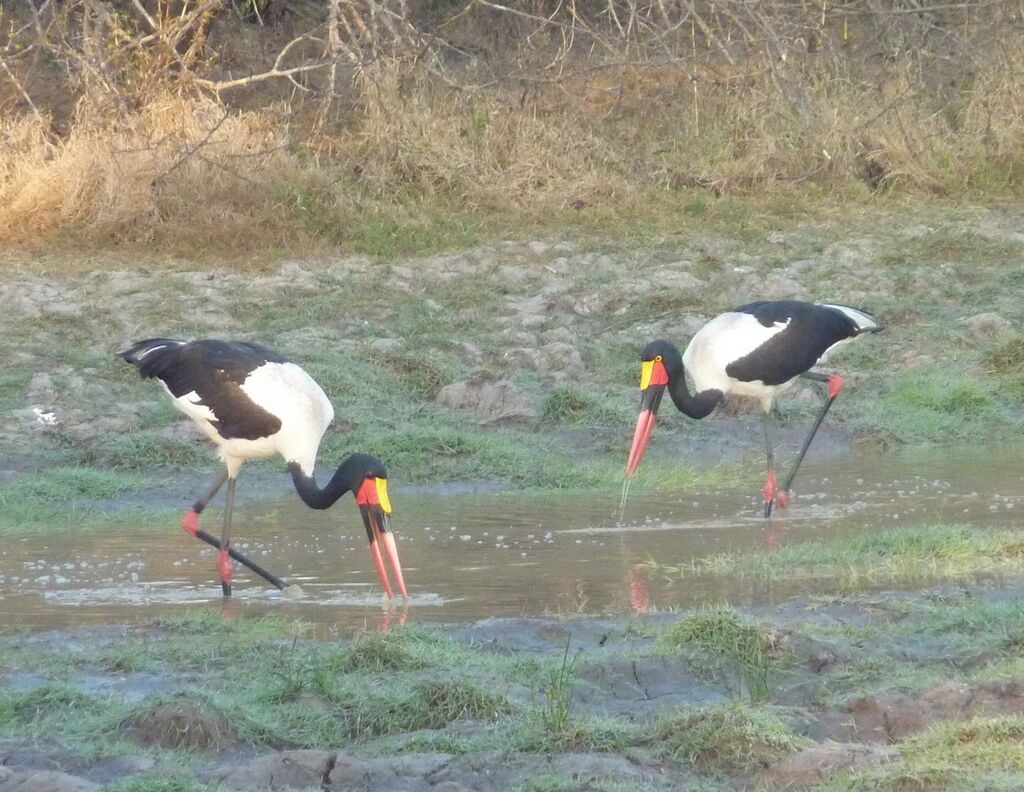 Saddle-billed Stork