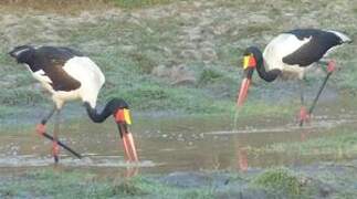 Saddle-billed Stork