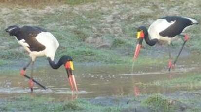 Jabiru d'Afrique