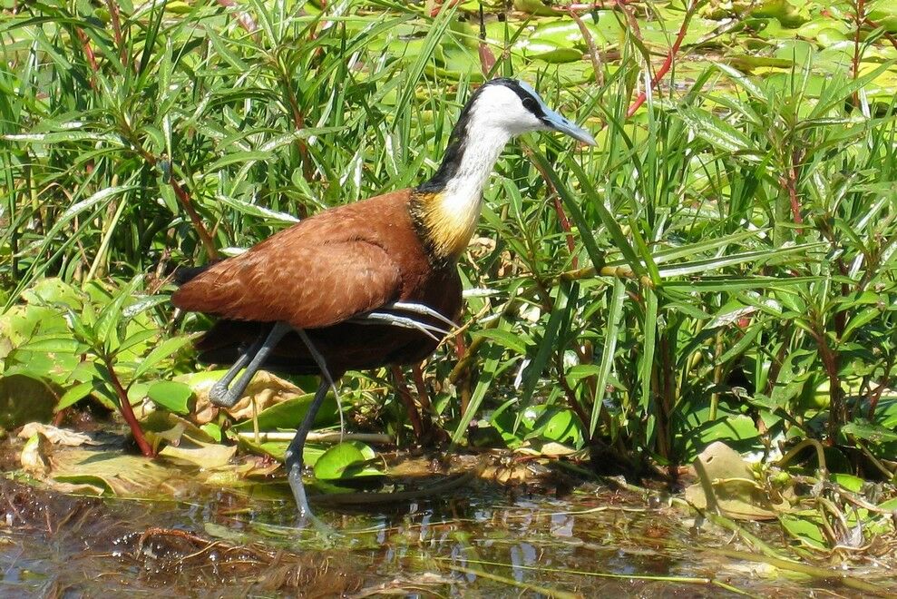 African Jacana