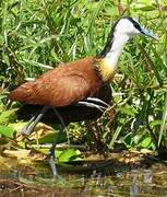 African Jacana