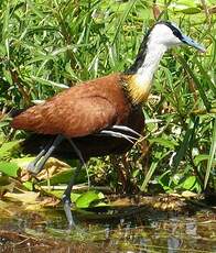 Jacana à poitrine dorée