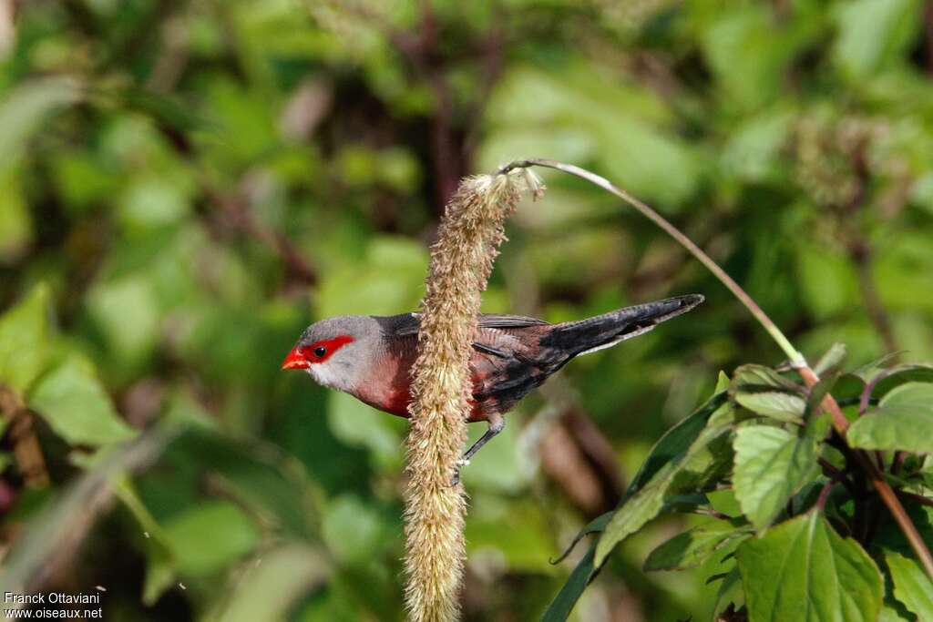 Common Waxbilladult, habitat, feeding habits, clues