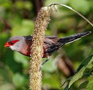 Common Waxbill