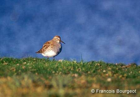 Pectoral Sandpiper