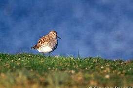 Pectoral Sandpiper