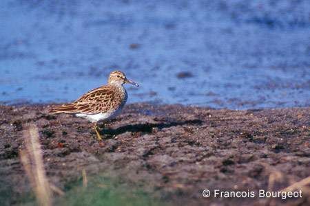 Pectoral Sandpiper