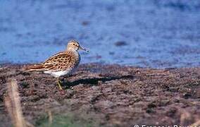 Pectoral Sandpiper