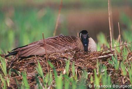 Canada Goose