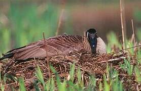 Canada Goose