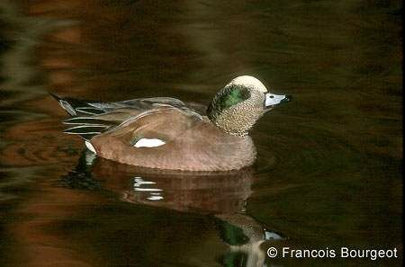 Canard à front blanc