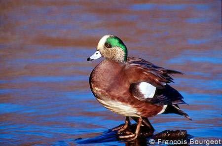 Canard à front blanc