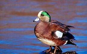 Canard à front blanc