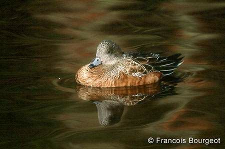 American Wigeon