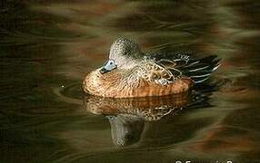 American Wigeon