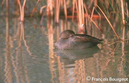 Gadwall