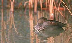 Canard chipeau