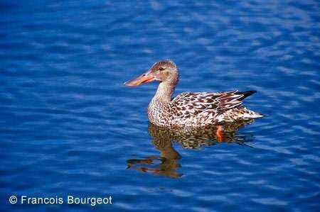 Canard souchet