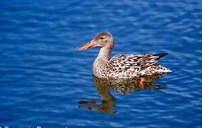 Northern Shoveler