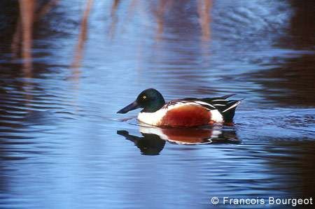 Canard souchet