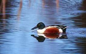 Northern Shoveler