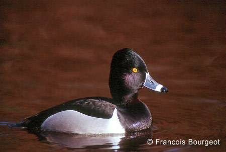 Ring-necked Duck