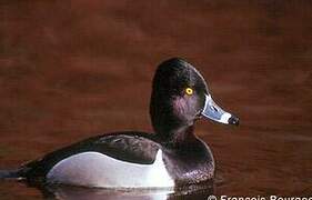 Ring-necked Duck