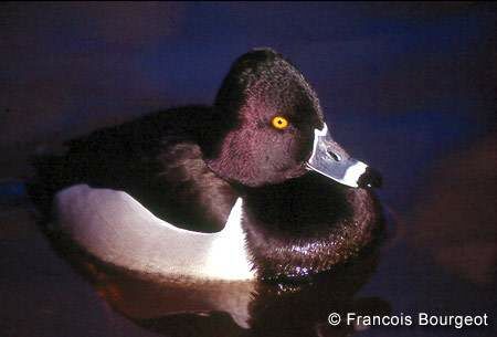 Ring-necked Duck