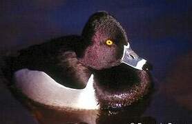 Ring-necked Duck