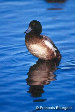 Greater Scaup