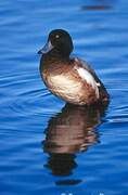 Greater Scaup