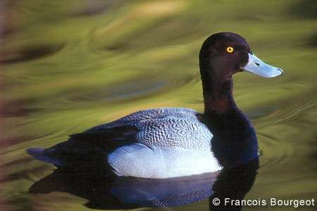 Greater Scaup