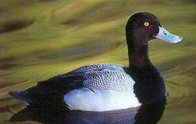 Greater Scaup